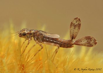 Argia fumipennis, nymph